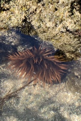 Bunodosoma californica