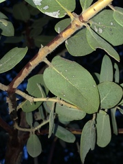 Arctostaphylos hooveri