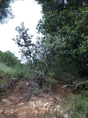 Arctostaphylos hooveri
