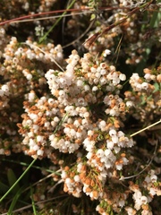 Erica capensis