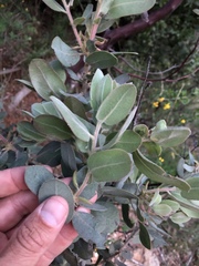 Arctostaphylos hooveri