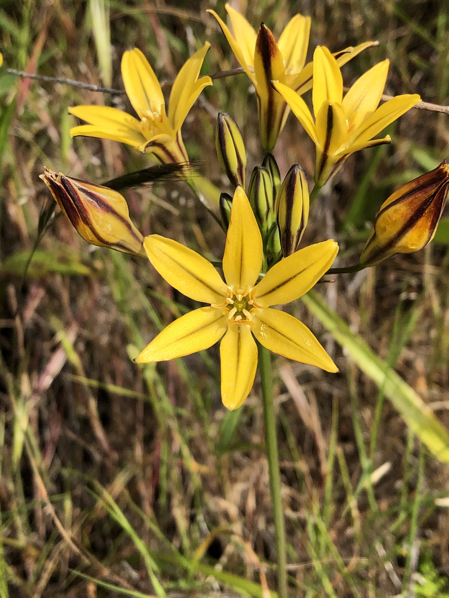 Triteleia ixioides ssp. ixioides