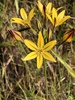 Golden Brodiaea - Photo (c) Morgan Stickrod, some rights reserved (CC BY-NC), uploaded by Morgan Stickrod