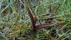Dactylorhiza incarnata cruenta