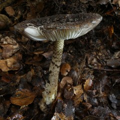 Amanita nigrescens
