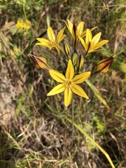 Triteleia ixioides ixioides