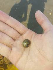 Natica unifasciata