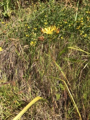 Triteleia ixioides ixioides
