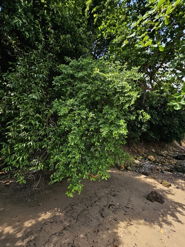 Erythroxylum cuneatum, photograph 1