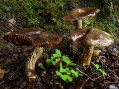Cortinarius cuphomorphus