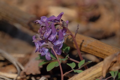 Corydalis ambigua