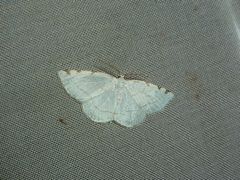 Stegania trimaculata