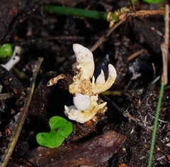 Cordyceps cranstounii