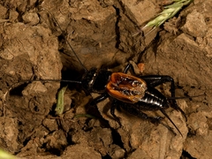 Gryllus brevicaudus