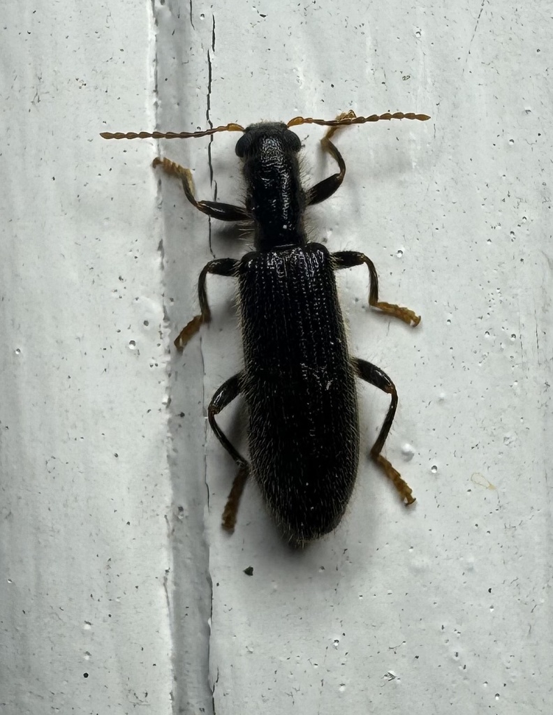 Cymatodera inornata
