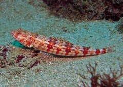 Doak's Lizardfish photo 1