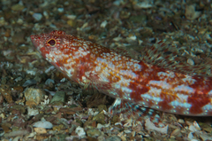 Doak's Lizardfish photo 2