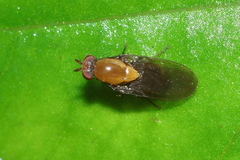 Allophylopsis