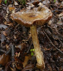 Cortinarius cuphomorphus