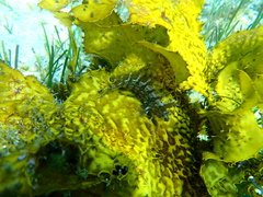 Heteroclinus roseus