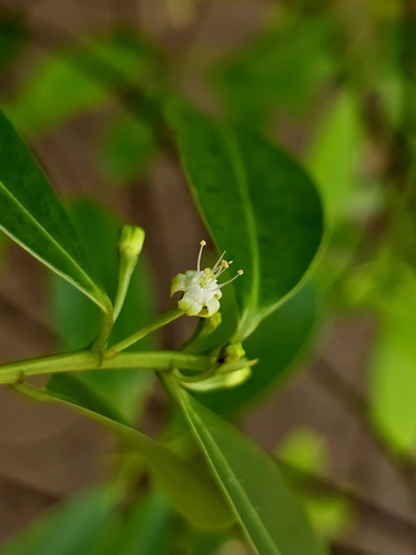 Erythroxylum cuneatum, photograph 2