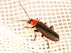Cyrtomoptera divisa