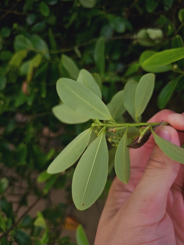 Erythroxylum cuneatum, photograph 3