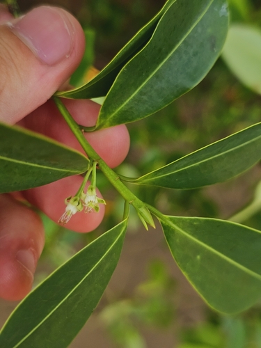 Erythroxylum cuneatum, photograph 4
