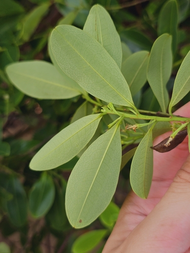 Erythroxylum cuneatum, photograph 5