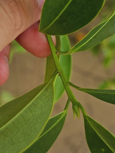 Erythroxylum cuneatum, photograph 6