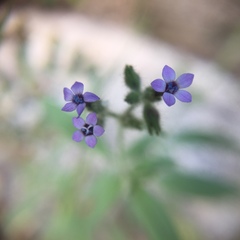 Allophyllum gilioides