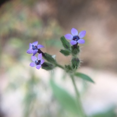 Allophyllum gilioides