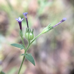 Allophyllum gilioides