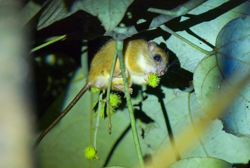 Melomys rufescens observed 2024-06-07