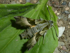 Proserpinus proserpina