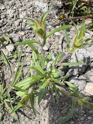 Large-flowered Collomia foliage