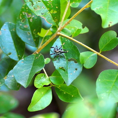 Telamonia festiva