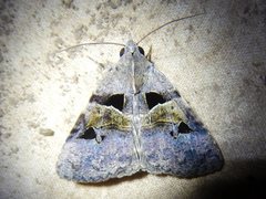 Avatha discolor