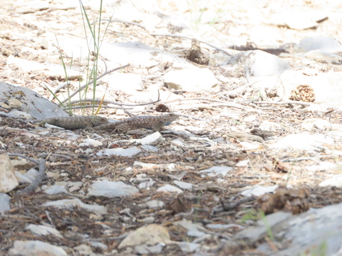 iNaturalist observation photo of Common Sagebrush Lizard