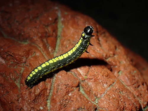 iNaturalist observation photo of Elder Moth