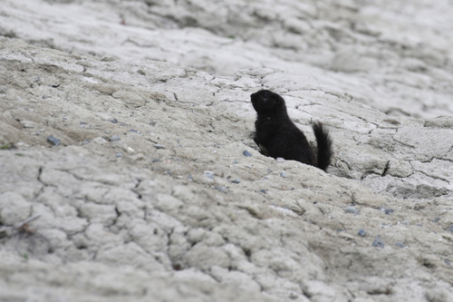 Arctic Ground Squirrel