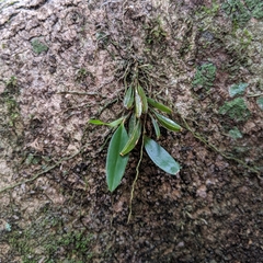 Dendrobium tetragonum