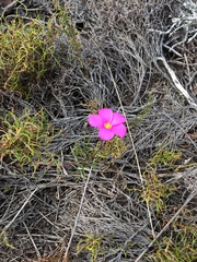 Oxalis polyphylla pentaphylla