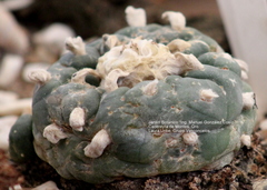 Lophophora diffusa
