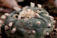 Lophophora diffusa