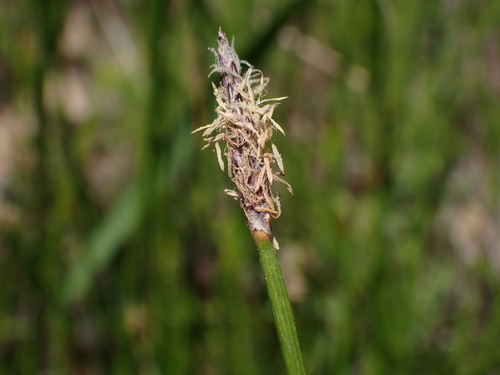 iNaturalist observation photo of Pale Spikerush