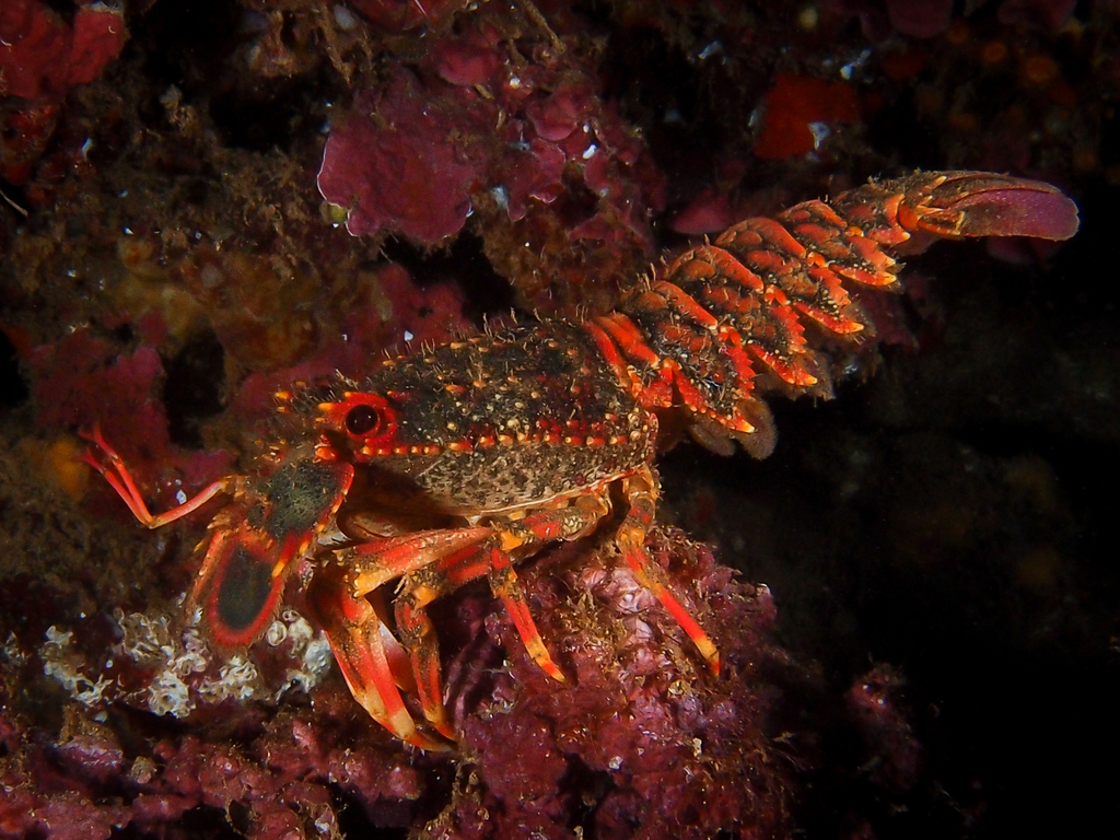 Royal Spanish Lobster