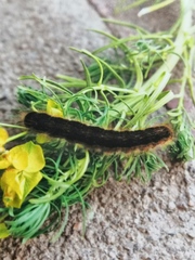 Malacosoma franconicum