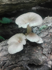 Pleurotus cornucopiae