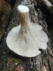 Pleurotus cornucopiae